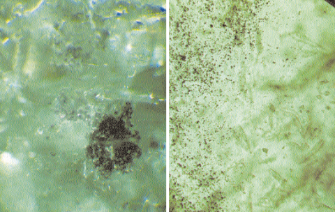 The Roots of Origin Determination